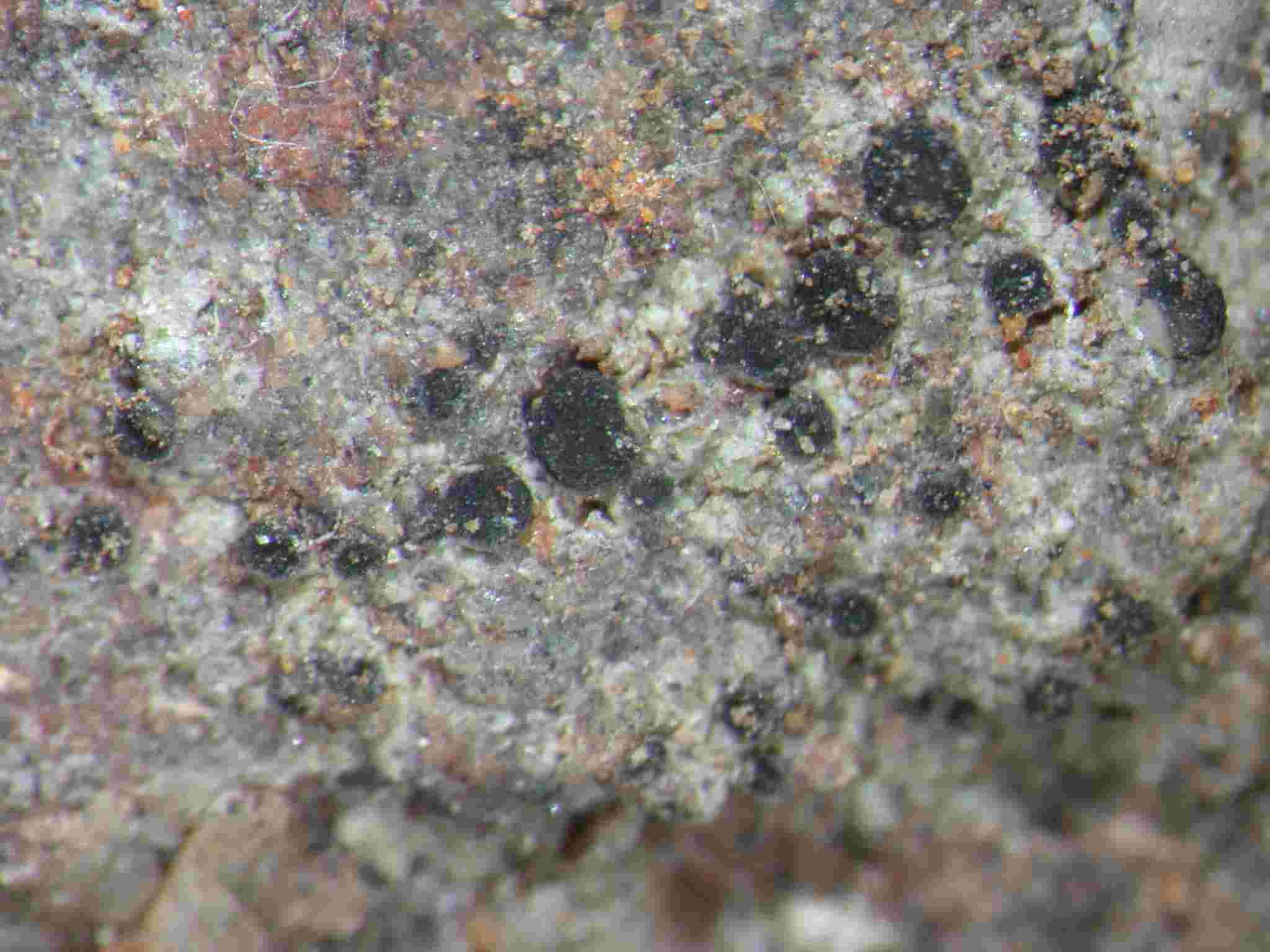 [Lecania sylvestris]
